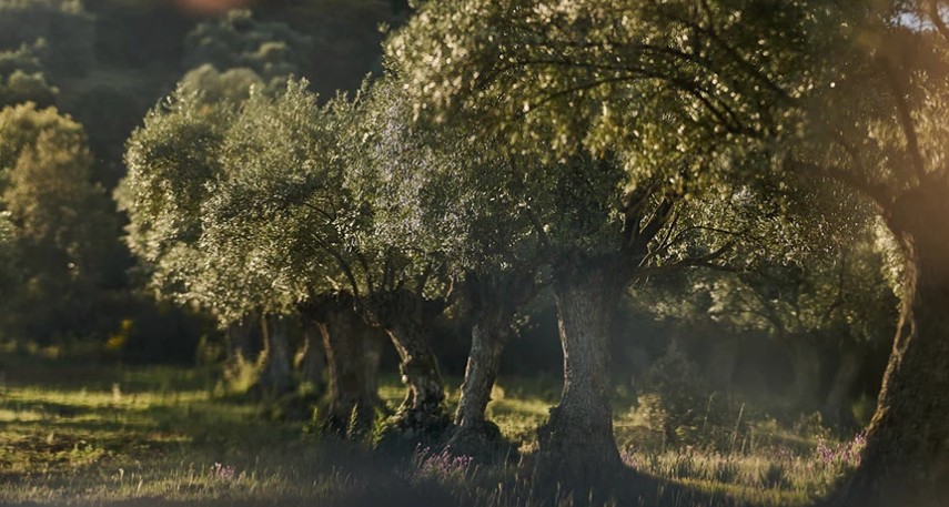 olive oil